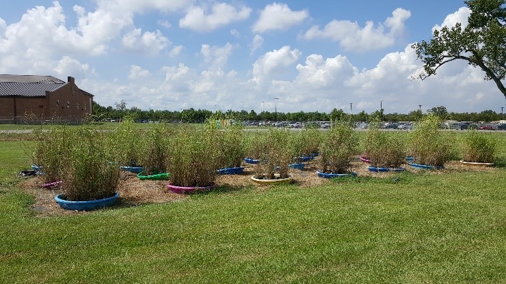 Different roseau cane varietiesjpg